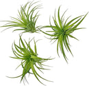 Live Air Plants - Tillandsia Geminiflora 1-3" - 3ct – ragnaroc Live Indoor Plant - Live Arrival Guaranteed - House Plants for Home Decor & Gift by GreenHaven Gardens