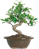 Brussel's Bonsai Live Golden Gate Ficus Indoor Bonsai Tree - Small, 4 Years, 5 to 8 In - Live Bonsai Tree in Ceramic Bonsai Pot by GreenHaven Gardens