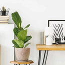 10inch Retro Ceramic Planter with Drainage Hole and Saucer for Multiple Plants, Indoor-Outdoor Garden Pots for Succulent, Orchid, and Flower (Fits Inner Pots Up to 9 Inch, Retro Peach) by CozyNest Decor