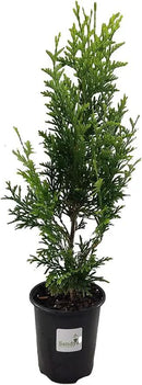 Thuja Green Giant Arborvitae Lot of 10, Quart Pot by GreenHaven Gardens
