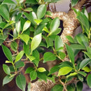 Brussel's Bonsai Live Golden Gate Ficus Indoor Bonsai Tree - Large, 10 Years, 16 to 20 In - Live Bonsai Tree in Ceramic Bonsai Pot by GreenHaven Gardens