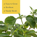 6 Dallas Red Lantana | Live Plants in 2.5-inch Nursery Cubes | Lantana Camara 'Dallas Red' Variety | Hardy Evergreen Perennial Shrub | Fiery Vibrant Blooms for Home & Garden by GreenHaven Gardens