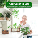 Ivolador Wall Hanging Plant Propagation Station,Bulb Plant Terrarium with Wooden Stand,Unique Gardening Gifts for Women Plant Lovers,Hydroponic Indoor Planter Home Office Decor-3 Bulb Glass Vases by GreenHaven Gardens