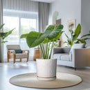 Ceramic Pots for Plants 12 Inch - Large Ceramic Planters for Indoor Plants Outdoor Modern Flower Pot with Drainage Holes and Saucer for Office Garden Patio White by GreenHaven Gardens