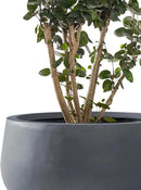 Kante 19.6",15.7",11.8" Dia Round Concrete Planters Set of 3, Outdoor Indoor Garden Plant Pots with Drainage Hole and Rubber Plug, Modern Curvaceous Design, Charcoal by GreenHaven Gardens