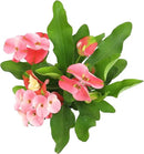 Euphorbia Crown of Thorns Plant Decor, Perennial Plants Ready to Plant, Cactus Plants Live Houseplants, Outdoor Plants Live House Plants Live Plants Indoor Plants Live Houseplants by Plants for Pets by GreenHaven Gardens