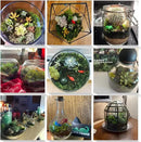 Cute Farms Terrarium Starter Kit | Moss, Vermiculite, Soil, Pebbles, Plant Food, Finishing Tools, Build and Care Guide | DIY Succulent Terrarium for Adults and Kids (Large + Live Plants) by CozyNest Decor