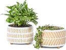 Succulent Pots, 6 Inch Pot for Indoor Plants, Footed Pots for Plants with Drainage, Succulents or Small Plant Indoor Plant Pots, Set of 2 by GreenHaven Gardens