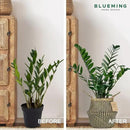 Olive Tree Basket – Small Seagrass Plant Pot for Tall Indoor Artificial Trees, Woven Planter 8-9 Inches, Wicker Baskets for Decorative Storage (Black, Medium) by GreenHaven Gardens