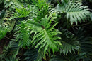 Split Leaf Philodendron Potting Soil - Enhances Aeration and Drainage for Thriving Foliage - 3 Quart by GreenHaven Gardens