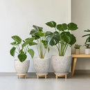 Ceramic Planter 8 Inch Plant Pot with Drainage Hole and Saucer Ceramic Pots for Indoor Plants Outdoor Large Flower Pot for Home Decor White by GreenHaven Gardens