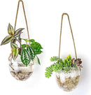 Wall Hanging Glass Planter Air Planter Terrarium Vase Propagation Stations for Hydroponic Plants, Succulent Moss Tillandsias Air Plants Globe,Home Office Garden Decor, Set of 2 by GreenHaven Gardens