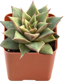 Live Succulent Echeveria 'Mazes', Approx 2-inch Large, Potted Succulents, Fully Rooted, Easy Care House Plants by GreenHaven Gardens