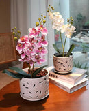 EFISPSS Orchid Pot with Holes, 5+6Inch Ceramic Plant Pots with Drainage Holes and Tray, Promoting Air Circulation and Drainage, Indoor/Outdoor White Flower Pots by GreenHaven Gardens