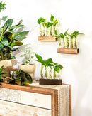 KAXYEW Desktop Glass Plant Propagation Station Test Tube Plant Terrarium in Wooden Stand for Hydroponic Plants Cutting Office Home Decoration Gift for Women (5 Test Tubes-BR) by GreenHaven Gardens