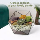 2.5LB Succulent and Cactus Pebbles, 1/5 Inch Jade Pebbles for Indoor Plants, Decorative Gravel for Vases, Bamboo, Succulent, Terrarium, Crafts, Cactus by CozyNest Decor