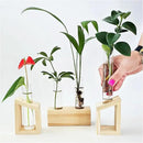 Plant Propagation Station - 3-Piece Wooden Stand with 4 Glass Test Tubes, Terrarium Vases for Plants, Hydroponic Propagation Planter for Home office Decor, Plant Lover Gift. by GreenHaven Gardens
