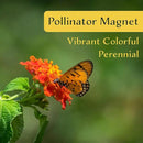 12 Dallas Red Lantana | Live Plants in 2.5-inch Nursery Cubes | Lantana Camara 'Dallas Red' Variety | Hardy Evergreen Perennial Shrub | Fiery Vibrant Blooms for Home & Garden by GreenHaven Gardens