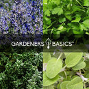 Gardeners Basics Complete Medicinal Herb Seeds for Planting Collection - 35 Best Herbs Variety Pack for Teas and Home Remedies - Indoor, Outdoor, Hydroponic Herbal Herbalist Seed - Non-GMO, Heirloom by GreenHaven Gardens