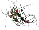 Air Plants - Flowering Tillandsia Bulbosa Guatemala, Large 3-5" - 3ct - Live Arrival Guaranteed - House Plants for Home Decor & Gift by GreenHaven Gardens