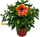 Hibiscus Bush - Fiesta Flower - Tropical Plants of Florida - Overall Height 22" to 26" (Plant Only) by GreenHaven Gardens