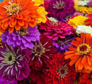 Zinnia Seeds for Planting – Non-GMO Heirloom Zinnia Flower Seeds – Full Instruction Packets to Plant in Your Home Outdoor Garden – Gardening Gift – 50 California Giant Zinnia Seeds (3 Packets) by GreenHaven Gardens