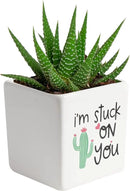 Costa Farms Haworthia Live Plant, Succulent Houseplant in Cute Decor Succulents Plant Pot, Potting Soil, Live Plants Desk Décor, Birthday, Valentine's Day Gift, Small Tabletop Size, Room Décor by GreenHaven Gardens