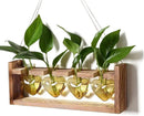Plant Propagation Stations Heart Plant Terrarium Kit Gift for Women Plant Lover Glass Vases by GreenHaven Gardens