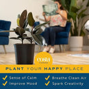 Costa Farms Burgundy Rubber Plant, Live Indoor Ficus Elastica Tree, Live Indoors Houseplant in Nursery Pot, Potting Soil Mix, Gift for Housewarming New House, Home or Office Decor, 2-3 Feet Tall by GreenHaven Gardens