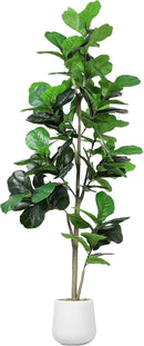 Artificial Fiddle Leaf Tree, 7ft Faux Plant Fake Ficus Lyrata Trees with White Planter, Artificial Fig Trees Floor Plants for House Office Living Room Indoor Home Decor, Housewarming Gift by CozyNest Decor