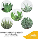Costa Farms Haworthia Succulent, Easy to Grow Live Plant in Indoor Houseplant Pot, Potting Soil, 4-Inches Tall| Valentines Day Gift | Valentines Day Decoration by GreenHaven Gardens