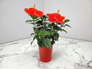 Tropical Plants of Florida - Red Hibiscus Bush Dwarf - Flowering Plants Live - 12" to 16" Overall Height - 1 Gallon Planter (Plant Only) by GreenHaven Gardens