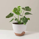 Giraffe Creation Plant Pots Set of 3 (12/10/9 inch), Self-Watering Indoor & Outdoor Flower Planters with Drainage Hole and Reservoir, White by CozyNest Decor