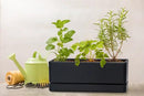 D'vine Dev 12 Inch Window Box Planter, Rectangle Plastic Herb Planter with Drainage Holes and Saucer, Indoor Succulent Cactus Vegetable Pot for Windowsill, Garden Balcony, Black, Set of 1, 76-X-B-1 by GreenHaven Gardens
