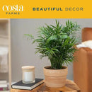 Costa Farms Neanthebella Palm Parlor Palm Live Indoor Plant 12-Inches Tall, Ships in Grower's Pot by GreenHaven Gardens