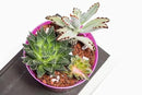 rePotme Cactus & Succulent Food - Feed ME! Fertilizer (8 Oz), Makes 96 Gallons of Fertilizer by GreenHaven Gardens