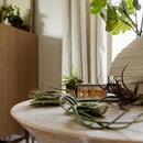 Air Plants Bulk - Tillandsia Variety Wholesale Pack, Regular 1-3" - 50ct - Live Arrival Guaranteed - House Plants for Home Decor & Gift by GreenHaven Gardens