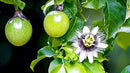 Premium Passion Fruit Potting Soil Mix - Perfect Balance of Nutrients, Drainage, and Aeration for Thriving Passion Fruit Vines - 5 Quart by GreenHaven Gardens