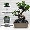 River Rocks 5 Lb, Pebbles for Indoor Plants 0.5"-1.4", Black Rocks for Outdoor Landscaping, Decorative Stones Vase Filler, Fish Tank, Fountain, Succulents, Flower Bed, Black by GreenHaven Gardens