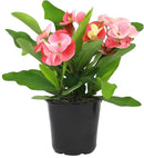 Euphorbia Crown of Thorns Plant Decor, Perennial Plants Ready to Plant, Cactus Plants Live Houseplants, Outdoor Plants Live House Plants Live Plants Indoor Plants Live Houseplants by Plants for Pets by GreenHaven Gardens