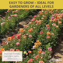 25 Pastel Mixed Ranunculus Bulbs for Planting - Buttercup Color Mix Value Bag - Plant in Gardens, Borders & Flowerbeds - Easy to Grow Fall Flowers Bulbs by Willard & May by GreenHaven Gardens