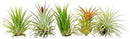 Air Plants - Tillandsia Ionantha Pack, Regular 1-3" - 5ct - Live Arrival Guaranteed - House Plants for Home Decor & Gift by GreenHaven Gardens