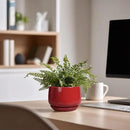 G EPGardening Ceramic Pots for Plants - 4 inch Succulent Pots Indoor Outdoor, Small Planter with Drainage Hole & Tray, Modern Flower Pot, Decorative Round Planter, Living Room Decor, Home Gifts, Red by GreenHaven Gardens