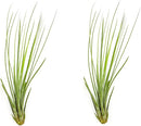 Air Plants - Tillandsia Juncea, Jumbo 8-12" - 2ct - Live Arrival Guaranteed - House Plants for Home Decor & Gift by GreenHaven Gardens