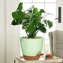 Uneed Indoor Self Watering Planters with Drainage Holes and Saucers, 7/6.5/6/5.5/5 Inch-5 Pots,for Indoor Plants, Herbs, Succulents-Green by CozyNest Decor