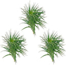 Air Plants - Flowering Tillandsia Pink Paske Large 5" - 3ct - Live Arrival Guaranteed - House Plants for Home Decor & Gift by GreenHaven Gardens