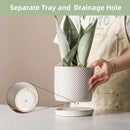 5.8 Inch Plant Pots: Ceramic Planter with Drainage Hole & Saucer - Flowerpot for Indoor & Outdoor Plants - Beaded Embossed Design White - with Separate Tray by GreenHaven Gardens