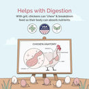 Chicken Grit for Layer & Grower Chickens Age 8-20+ Weeks - 100% Natural Mineral Chicken Grit Quartzite, Poultry Grit, USA Mined, 4 lbs by GreenHaven Gardens