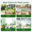 Ivolador I Plant Propagation Station, Bulb Plant Terrarium with Wooden Stand, Unique Gardening Gifts for Women, Hydroponic Indoor Planter, Home Office Garden Wedding Decor - 3 Bulb Glass Vases by GreenHaven Gardens