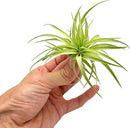 Live Air Plants - Tillandsia Geminiflora 1-3" - 5ct – ragnaroc Live Indoor Plant - Live Arrival Guaranteed - House Plants for Home Decor & Gift by GreenHaven Gardens